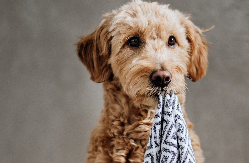 Linaa Dog Towel