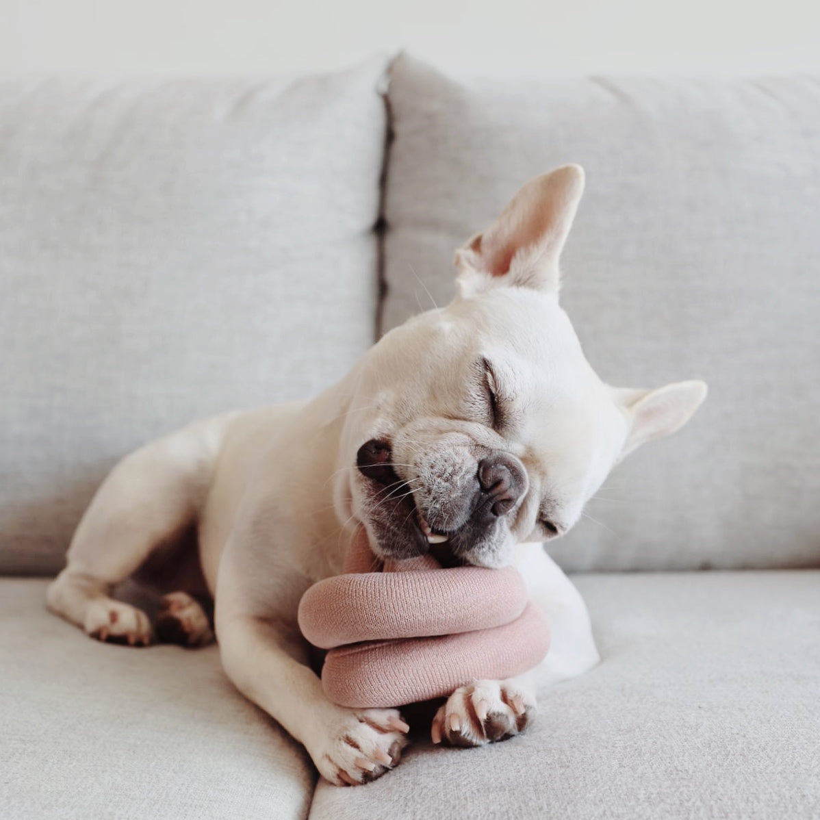 Nounou | Dogwood with Squeakers