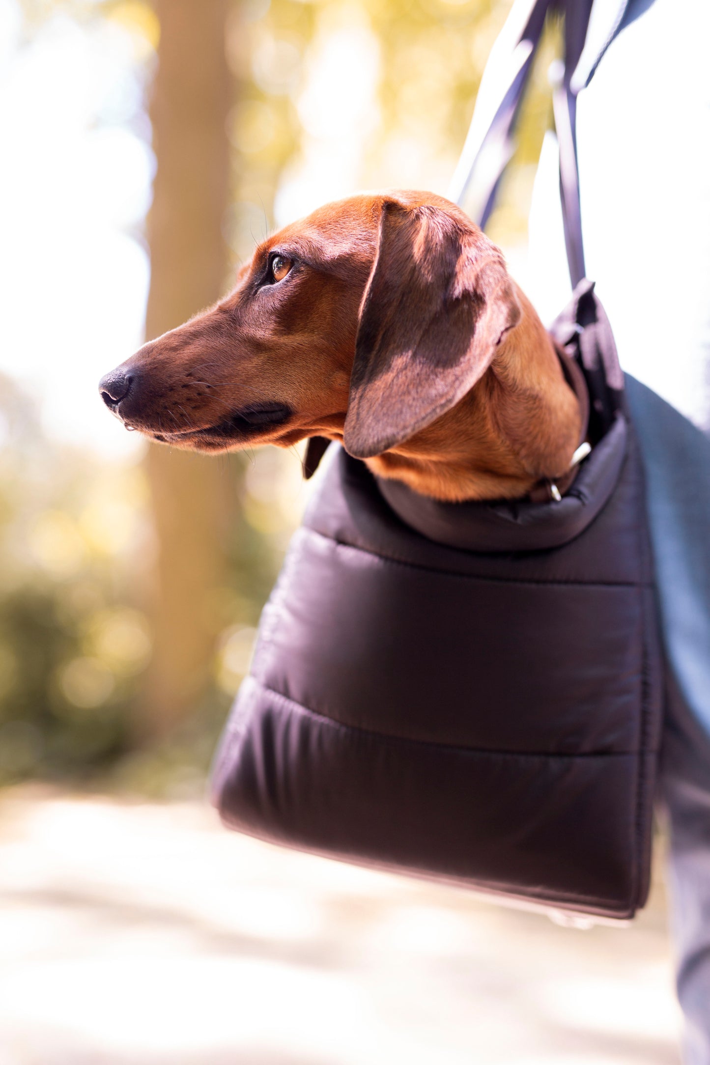 Weekend Dog Tote - Limited Edition