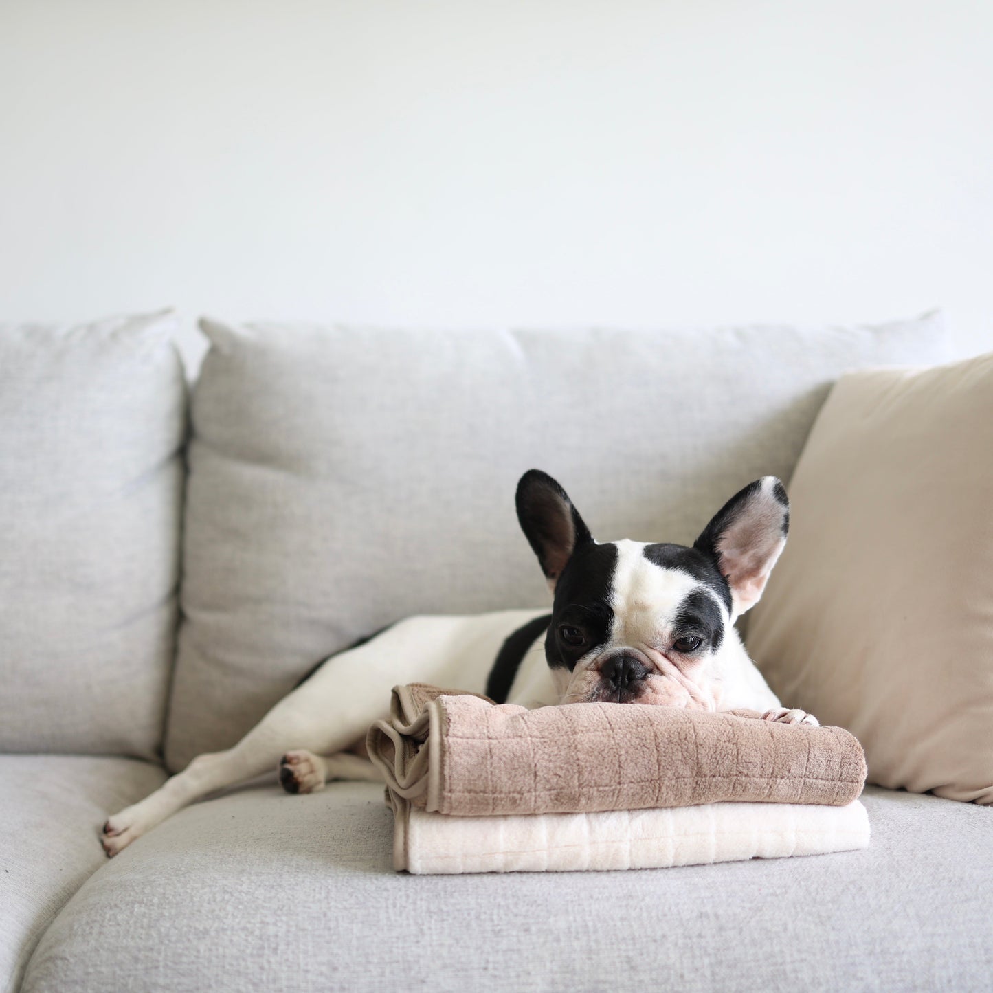 Fleece Dog Towel