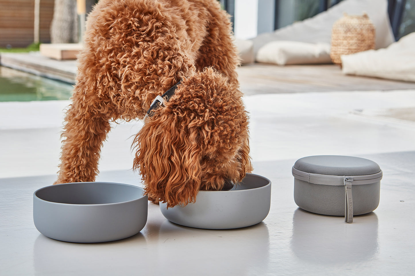 Bento-Reisenapf für Hunde + Futterbehälter