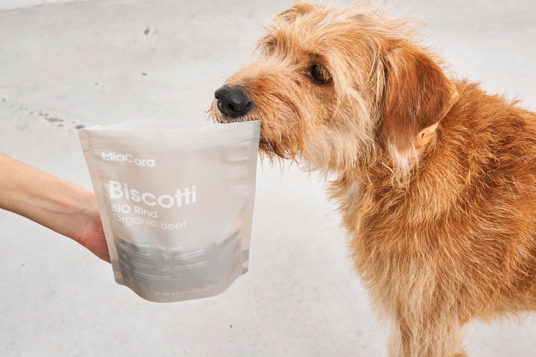 Biscotti dog sale