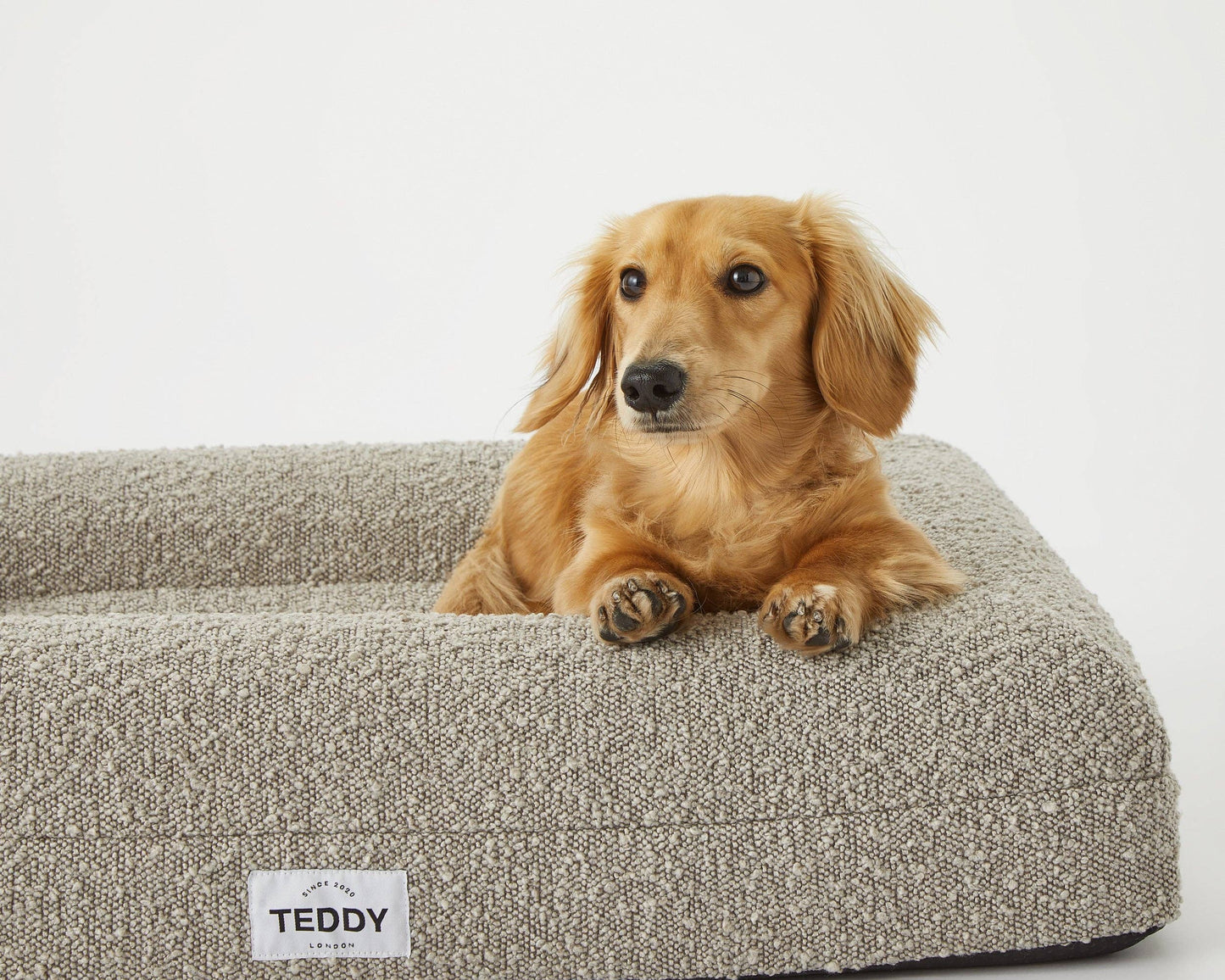 Teddy London Dog Bed